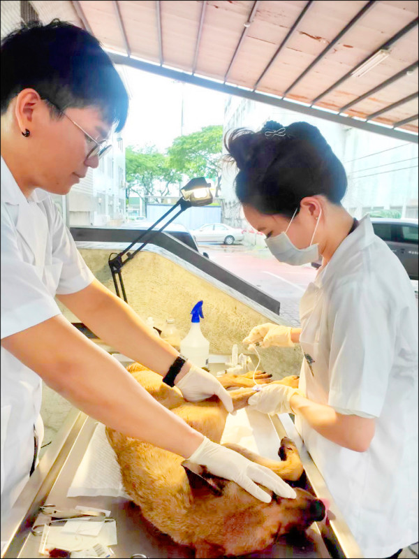 嘉義熱血公職獸醫 救8千隻流浪犬貓