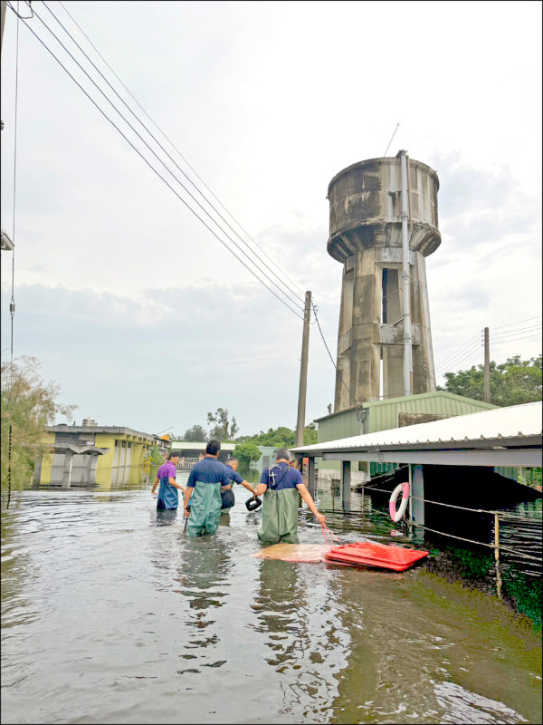 換上青蛙裝 公職獸醫涉水救豬