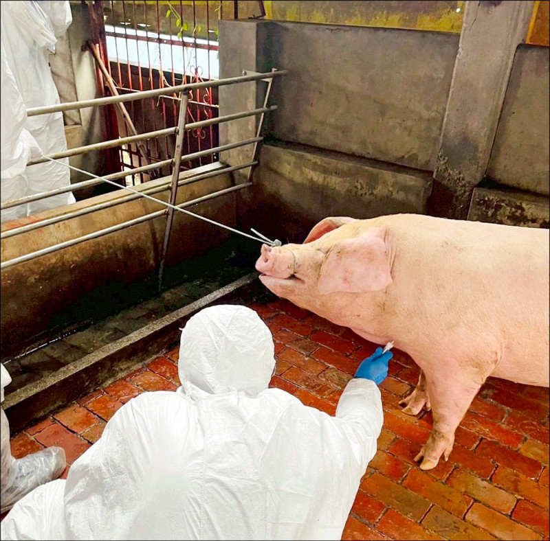 公職獸醫》工作繁重、民眾謾罵 人才流失