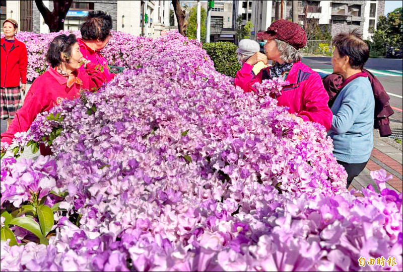 蒜香藤盛開 南桃園粉紫浪漫