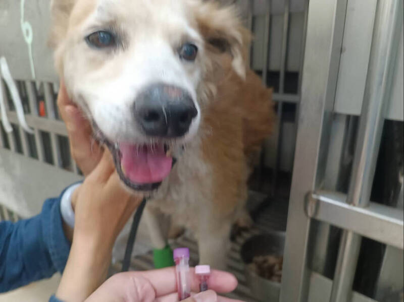 林口老黃狗前腳潰爛獲救 多語老師認養陪伴晚年「這份安定很珍貴」