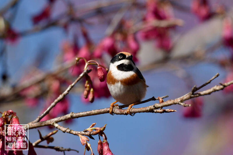 觀霧「新年數鳥嘉年華」明年元旦連兩天舉辦  邀民眾化身「鳥鄉民」