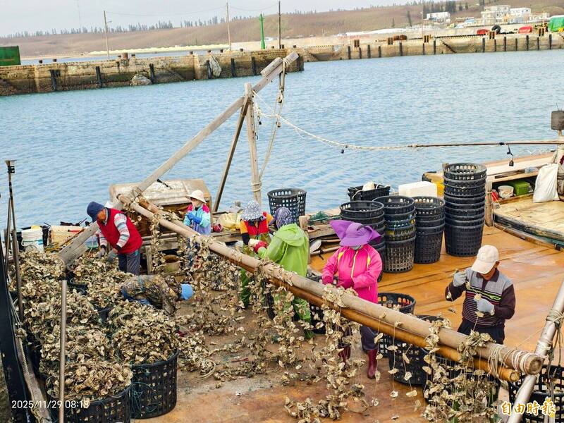 把握時間 澎湖蚵農趁明天東北季風前出海放苗