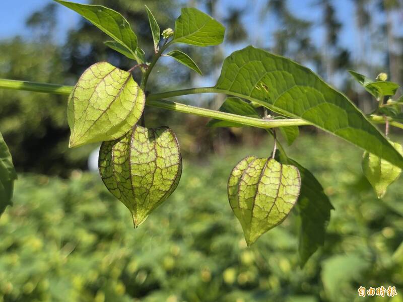 阿公阿嬤小零嘴燈籠果 屏市一農田開放免費摘。