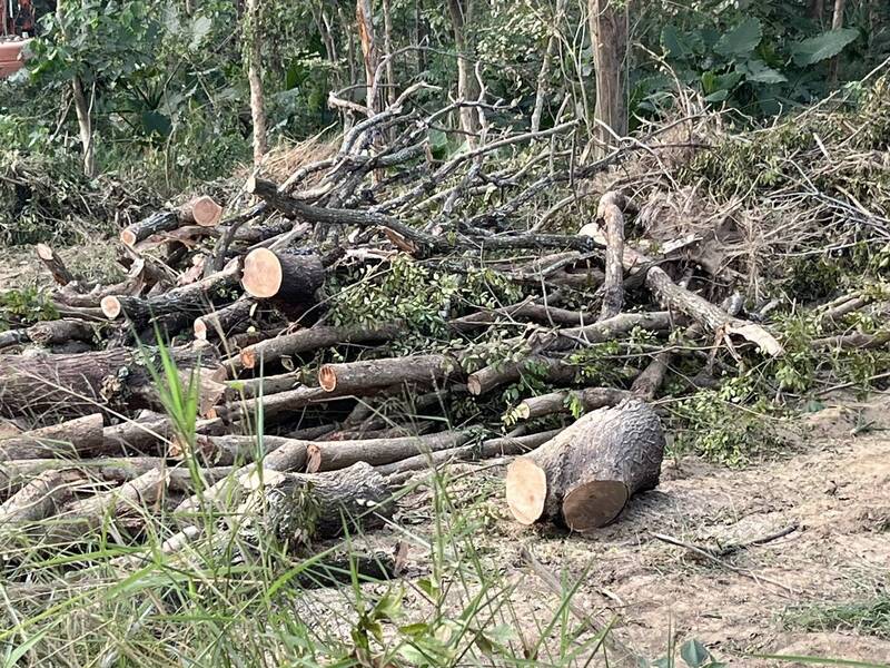 台南沙崙農場大面積砍樹惹議   環團控危害草鴞棲息