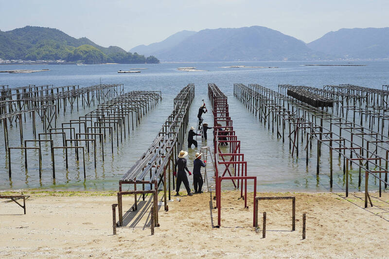 疑海水溫度升高 日本養殖牡蠣大規模死亡