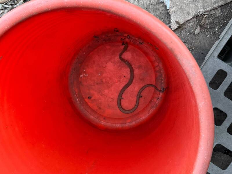 台南和順工業區1週捕獲3蛇 眼鏡蛇、南蛇、臭青母都來