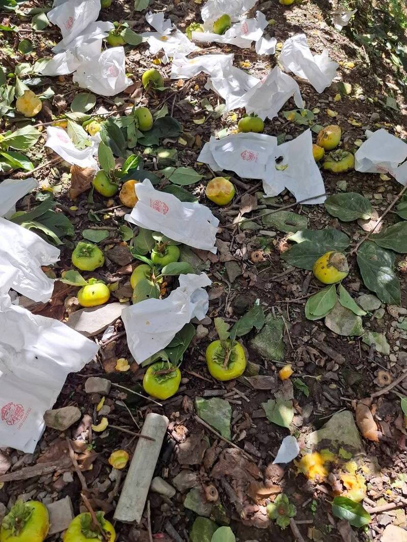 南投仁愛甜柿園遭獼猴闖入亂採偷吃 農民損失慘重心淌血
