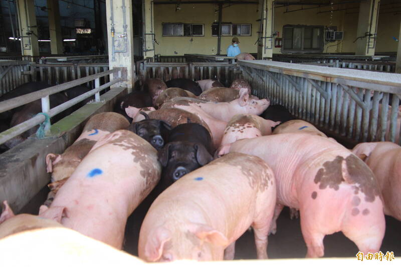 竹縣養豬場明年底前全面轉用飼料 轉型期加強監控、增去化量能