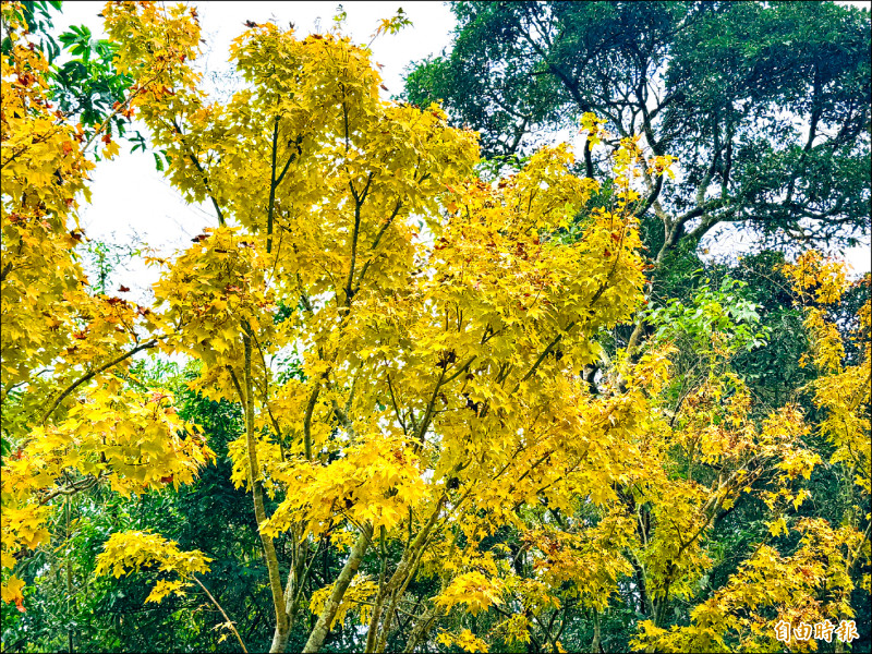 阿里山楓葉染紅 銀杏金黃耀眼