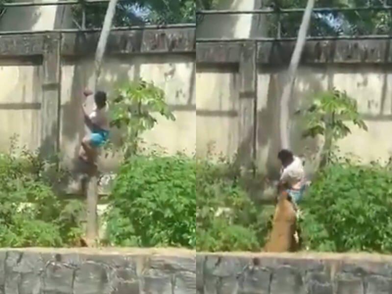 爬樹闖獅舍！巴西男被母獅猛撲拖走咬死 驚悚畫面曝