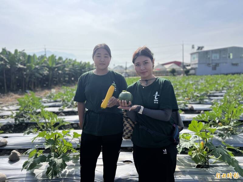 冬天到！屏東也可以種櫛瓜了 高樹採瓜樂爆紅