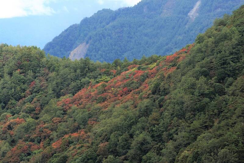 玉山楓紅開跑！紅葉鑲嵌綠林展「楓」情