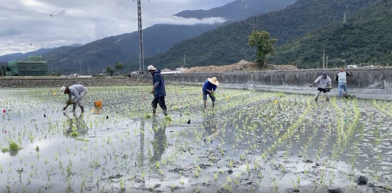 關山鎮農會「種出媽祖」 祈求風調雨順、農作豐收