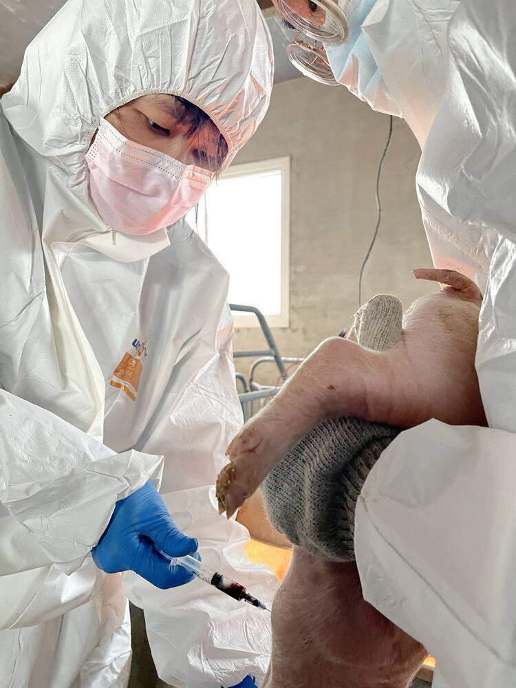 世界非洲豬瘟疫情升溫 嘉大初篩實驗室守護台灣養豬業