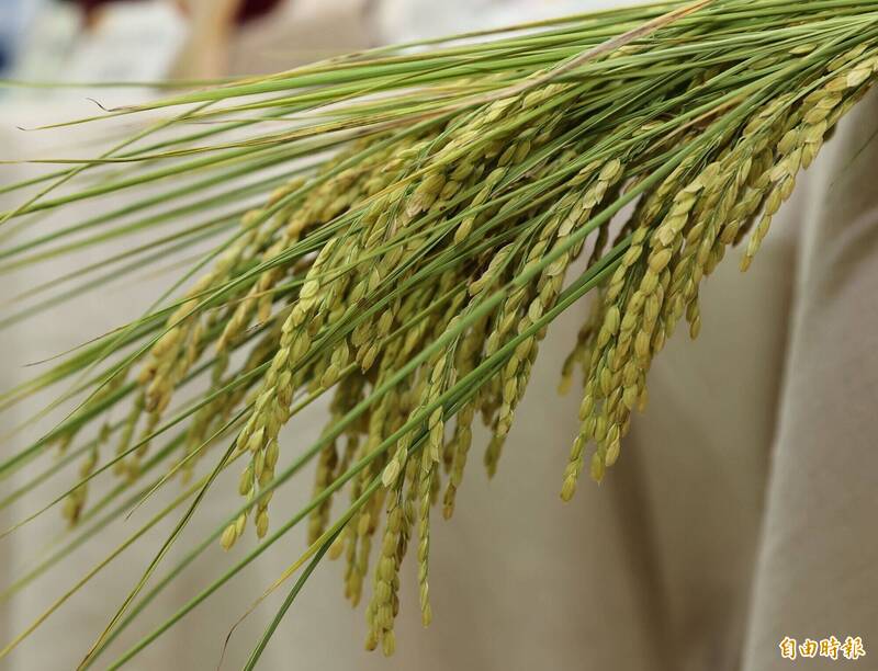農試所歷經11年培育 「台農88號」耐熱香米新品種上市