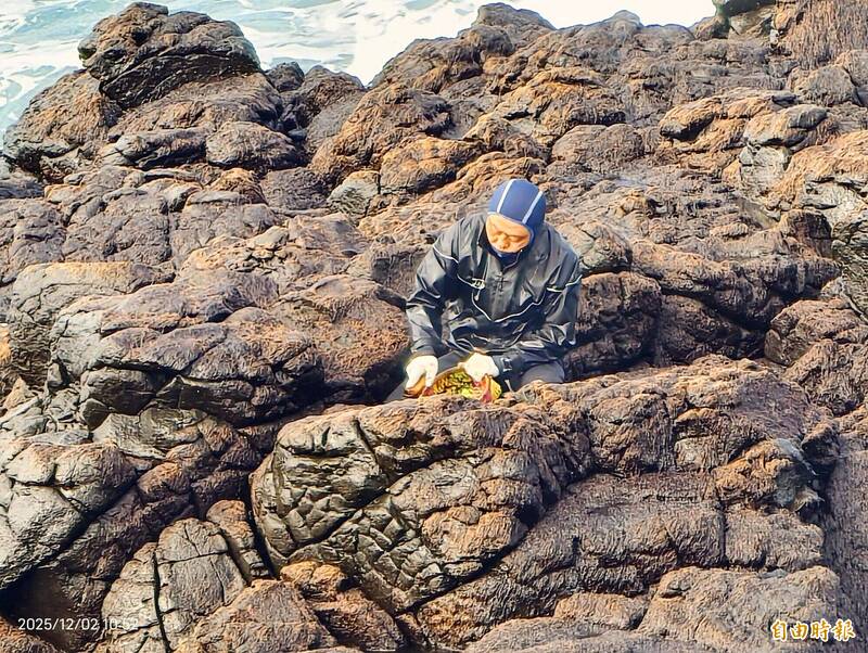 澎湖「黑金」開採! 西嶼紫菜礁採收首日傳婦女摔傷