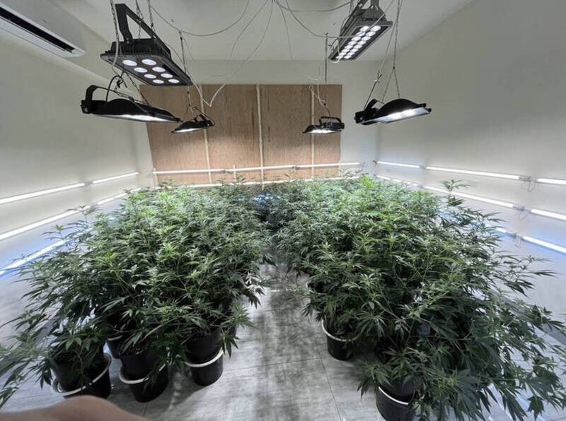 審理期還犯案！男當「雲端農夫」雇人種大麻 另闢毒農場判6年