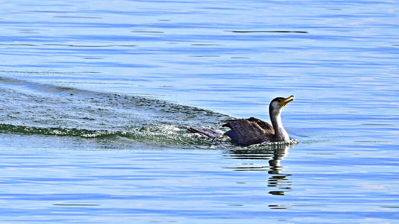 黑色大鳥鸕鶿聚集 新竹喜迎候鳥季