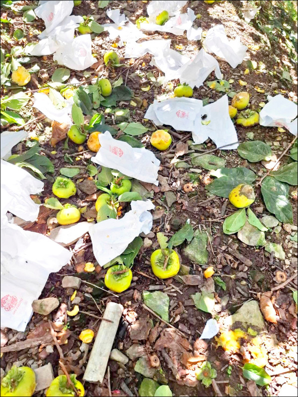 獼猴蹂躪甜柿 可申請人道捕獵