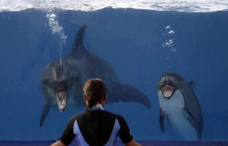 活躍表演半世紀 沖繩美麗海水族館52歲長壽明星海豚「沖醬」死亡