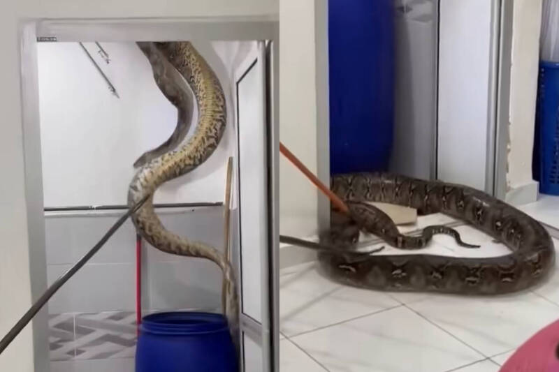 粗如成人手臂！5米巨蟒藏身浴室天花板 驚險畫面曝光