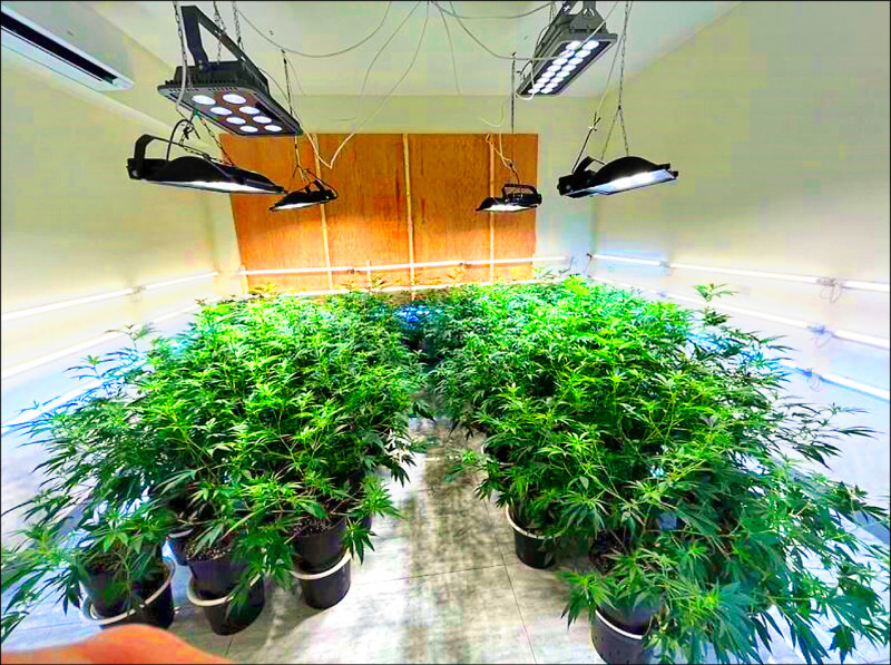 毒農夫被抓 審理期還犯案/僱人種大麻 遠端遙控每日直播