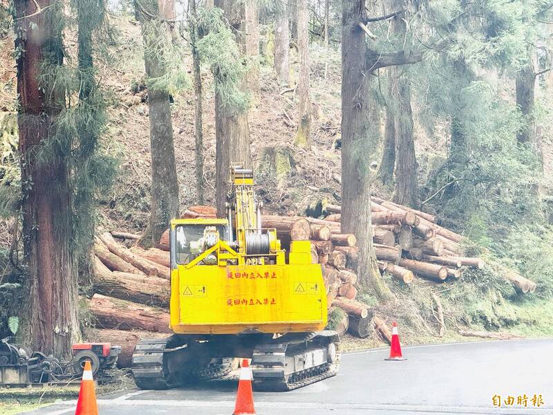 阿里山人工林疏伐重現天際線 遊客直呼好療癒