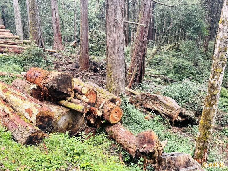 阿里山人工林疏伐重現天際線 遊客直呼好療癒 - 嘉義縣 - 自由時報電子報