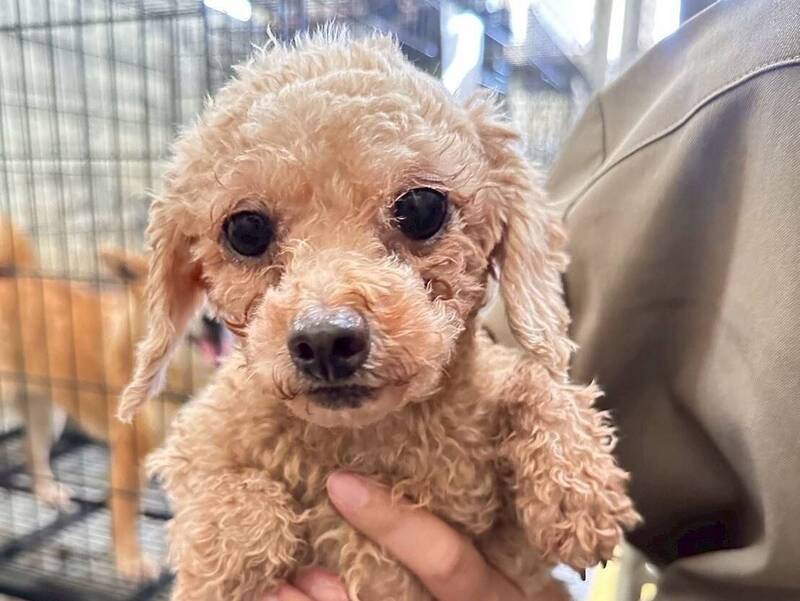 苗栗「人人犬舍」第二波認養開跑!156隻品種犬12/6開放認養