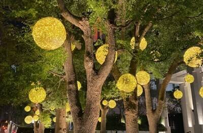 耶誕、跨年近 台中行道樹12月至3/15免費掛燈飾「點亮台中」