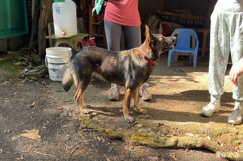 台中大坑步道疑遭棄養狼狗 山友憂心