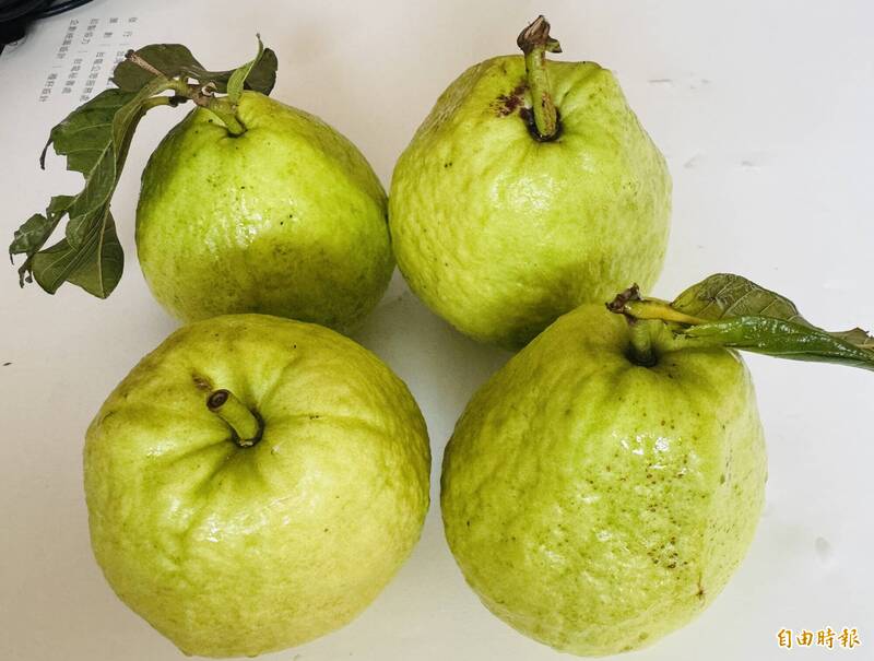 天災減產 大芭樂每顆百元比進口蘋果還貴