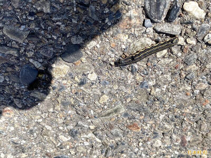 台中烏日一夜爬出上萬隻「夜盜蛾」 飛奔住宅、民眾驚恐