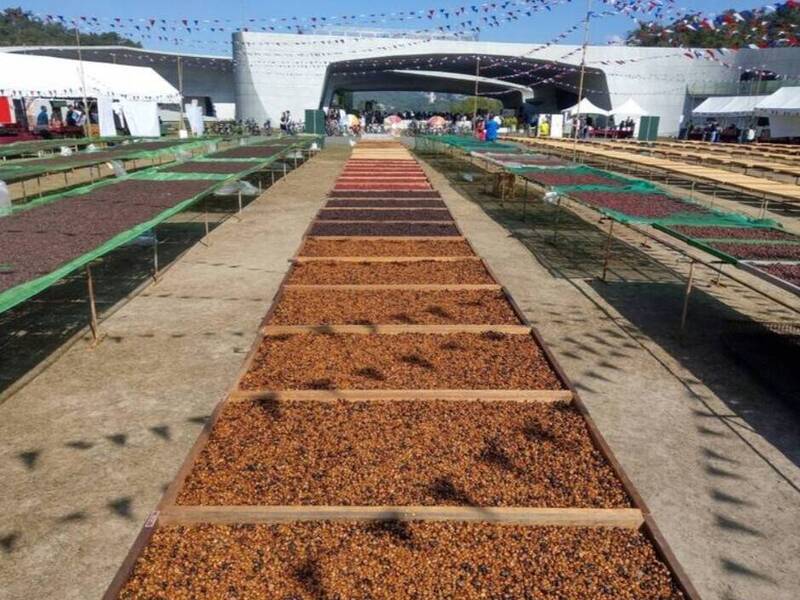 日月潭變身全台最大咖啡曬豆場 12/6、12/7向山開喝