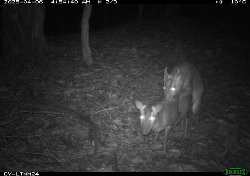 紅外線相機監測揭密 山羌成「跨物種同框王」