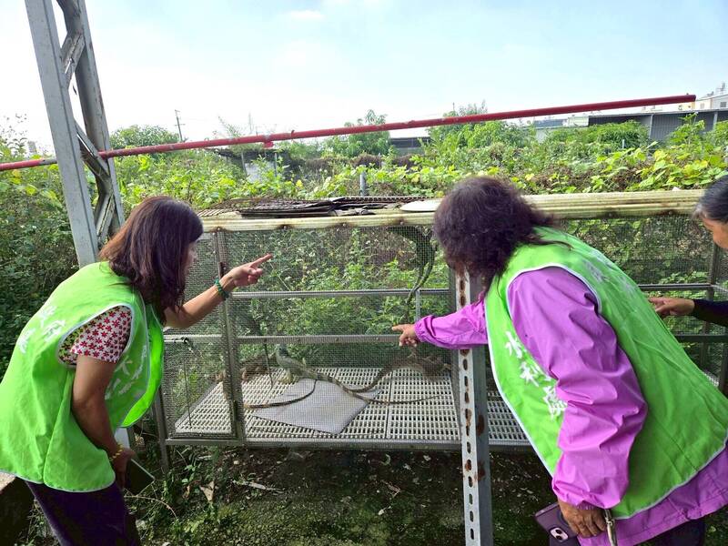 強化綠鬣蜥通報監測 屏縣水利志工加入巡查行列