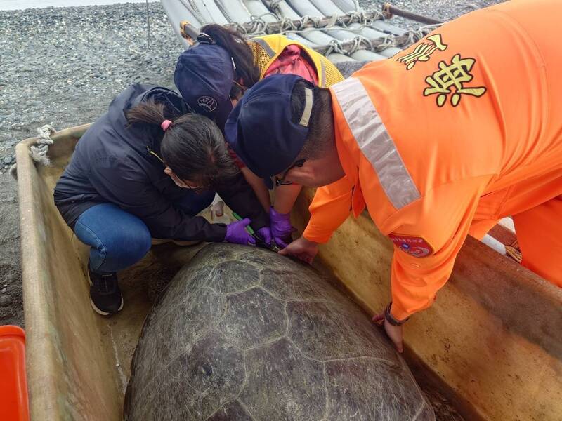 綠蠵龜游進定置網！標記後即野放 漁工跟著喊「bye bye」