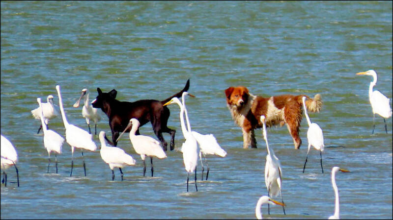 嘉縣流浪狗獼猴危害大 蔡易餘：確保生態平衡「該移除就移除」
