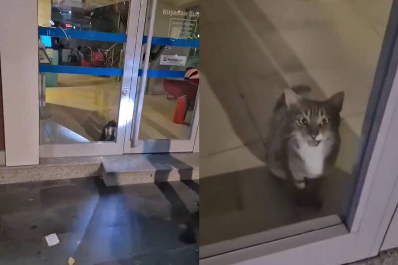 土耳其銀行半夜警鈴大作 員警到場發現「史上最萌小偷」笑翻