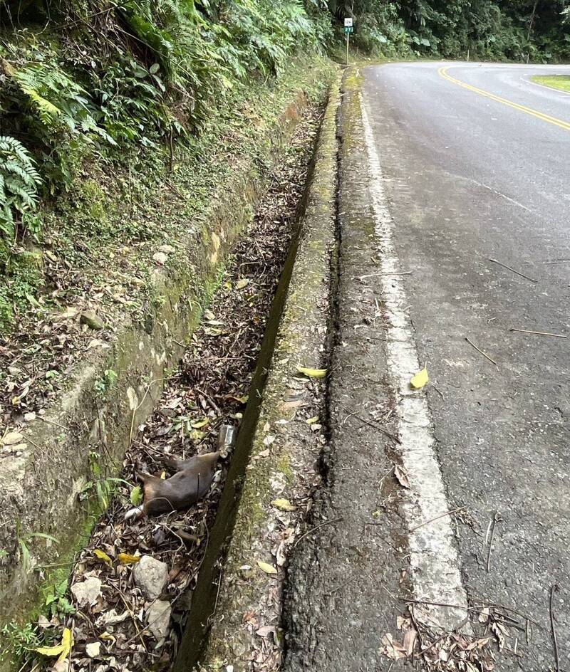 無法掙脫!山羌遭寶特瓶套緊嘴巴 倒落水溝死亡