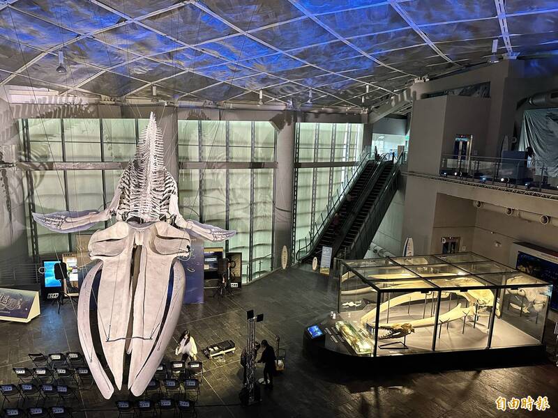 繼藍鯨骨骼後  屏東海生館推「重返海洋」特展揭密演化史