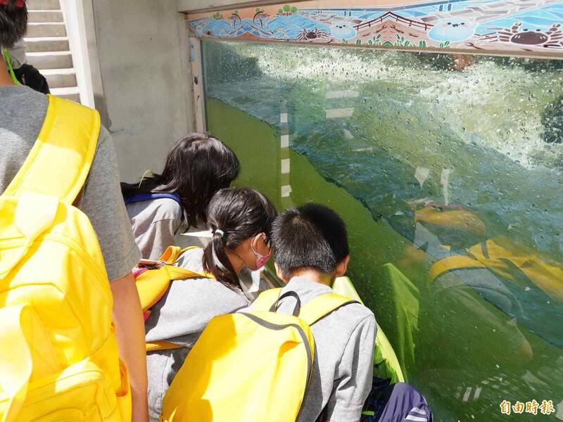 碧潭堰「魚」你相遇！12/13、12/14舉辦秋冬洄游生物特展- 生活- 自由