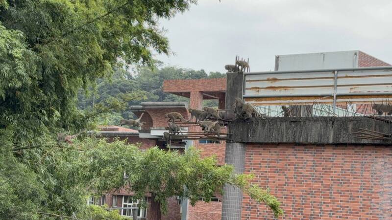 「猩球崛起」真實版！林內淵明國中獼猴群入侵 40隻排隊飛躍校園