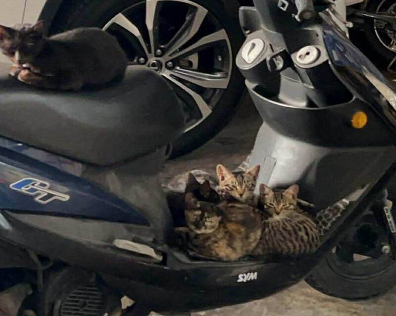 機車就是我家！ 6隻喵星人霸占機車變「套房」 車主崩潰求救