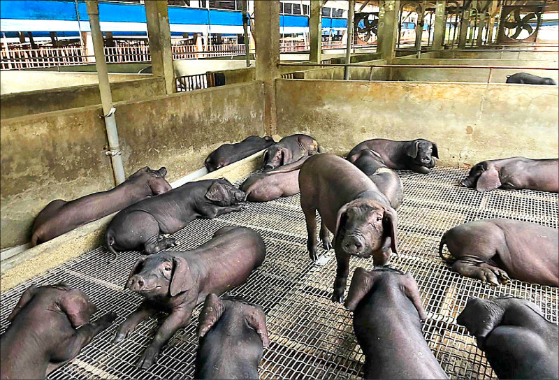 禁廚餘養豬衝擊產業 張善政提3建議