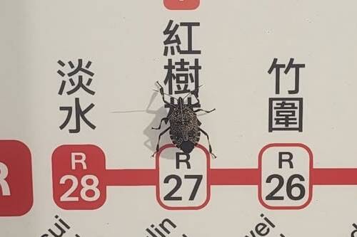 椿象降落北捷路線圖、卡位「紅樹林站」 網笑:原來牠識字