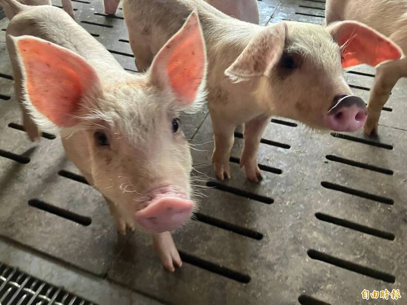 高雄全面禁止廚餘養豬 多管齊下加強廚餘去化