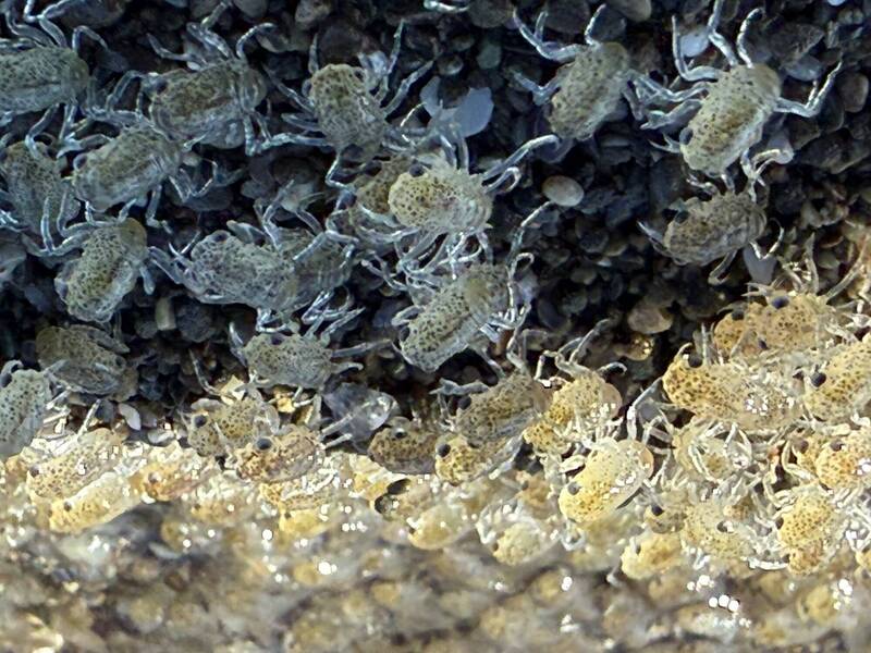 冬季生態奇觀!字紋弓蟹幼體逆流回溯 恆春港口溪邊宛如鋪上白色地毯