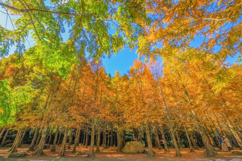 「三色漸層」超夢幻！杉林溪水杉轉色金黃